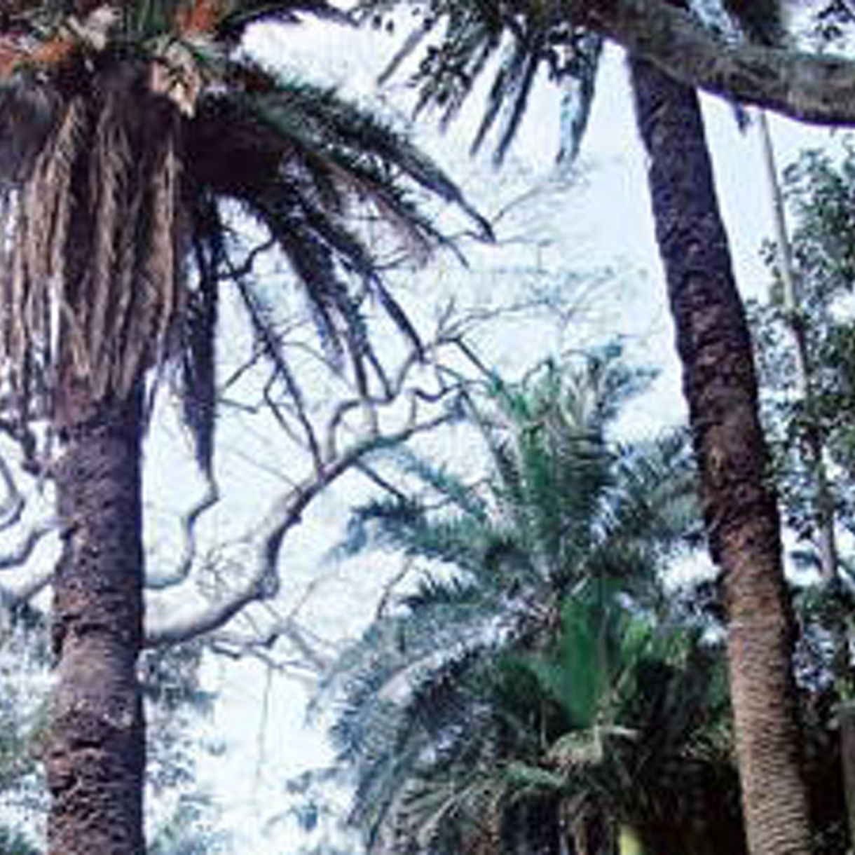 Crater Lakes, Gardens & Pineapple Greenhouse