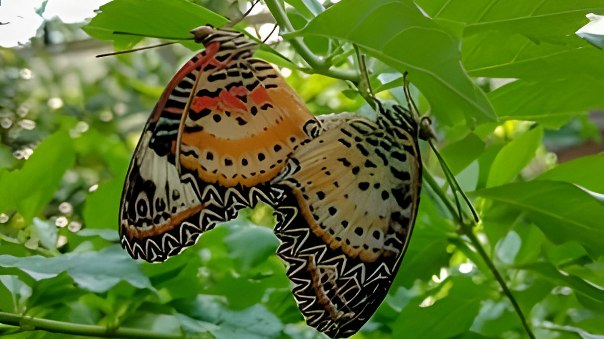 Batik Factory & Butterfly Farm