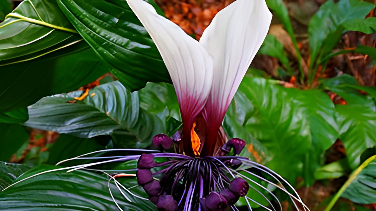 Butterfly Farm & Gardens