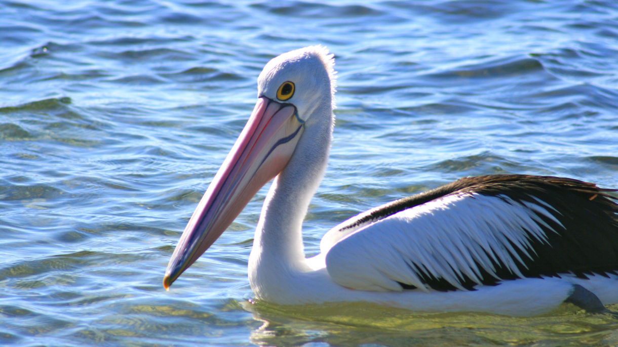Easy Port Lincoln