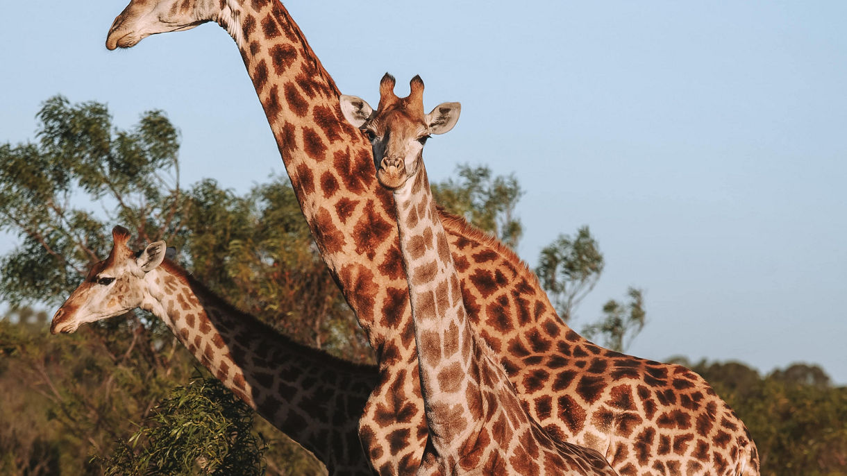 Nyosi Wildlife Reserve  by 4X4 & Wine Tasting