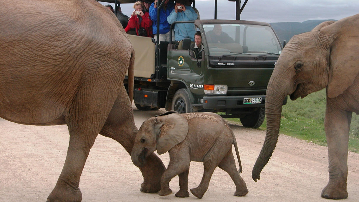 Addo Elephant Park by 4x4 vehicle
