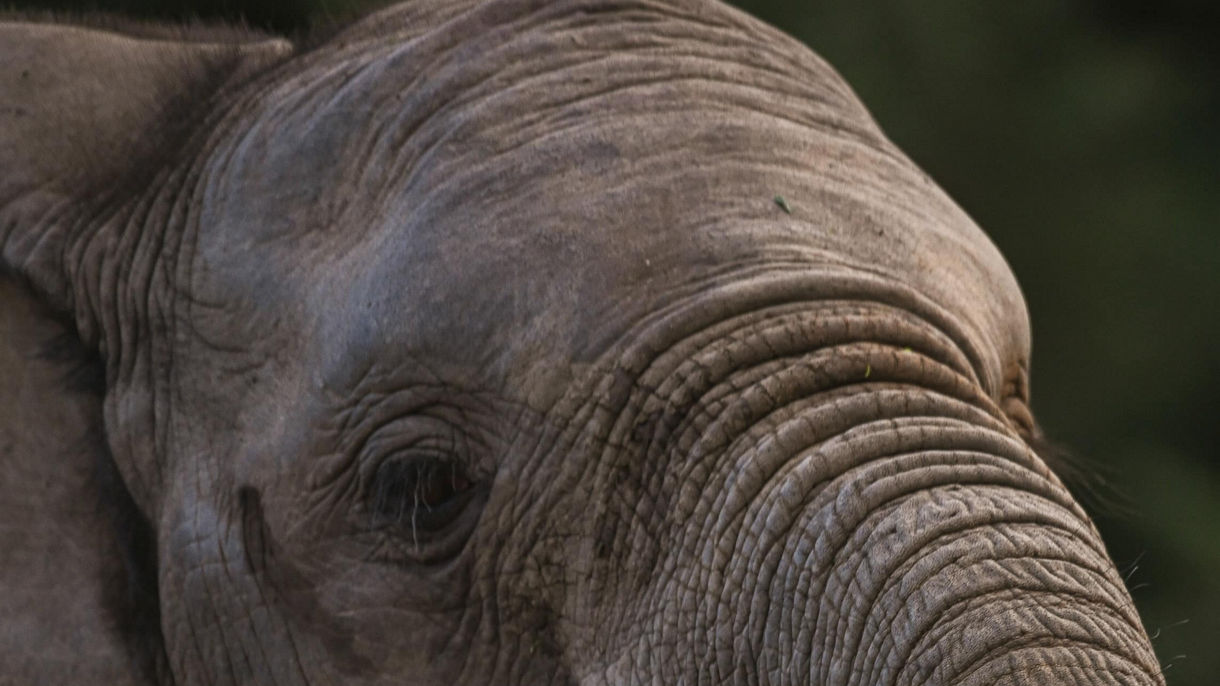 Bellevue Forest Game Reserve