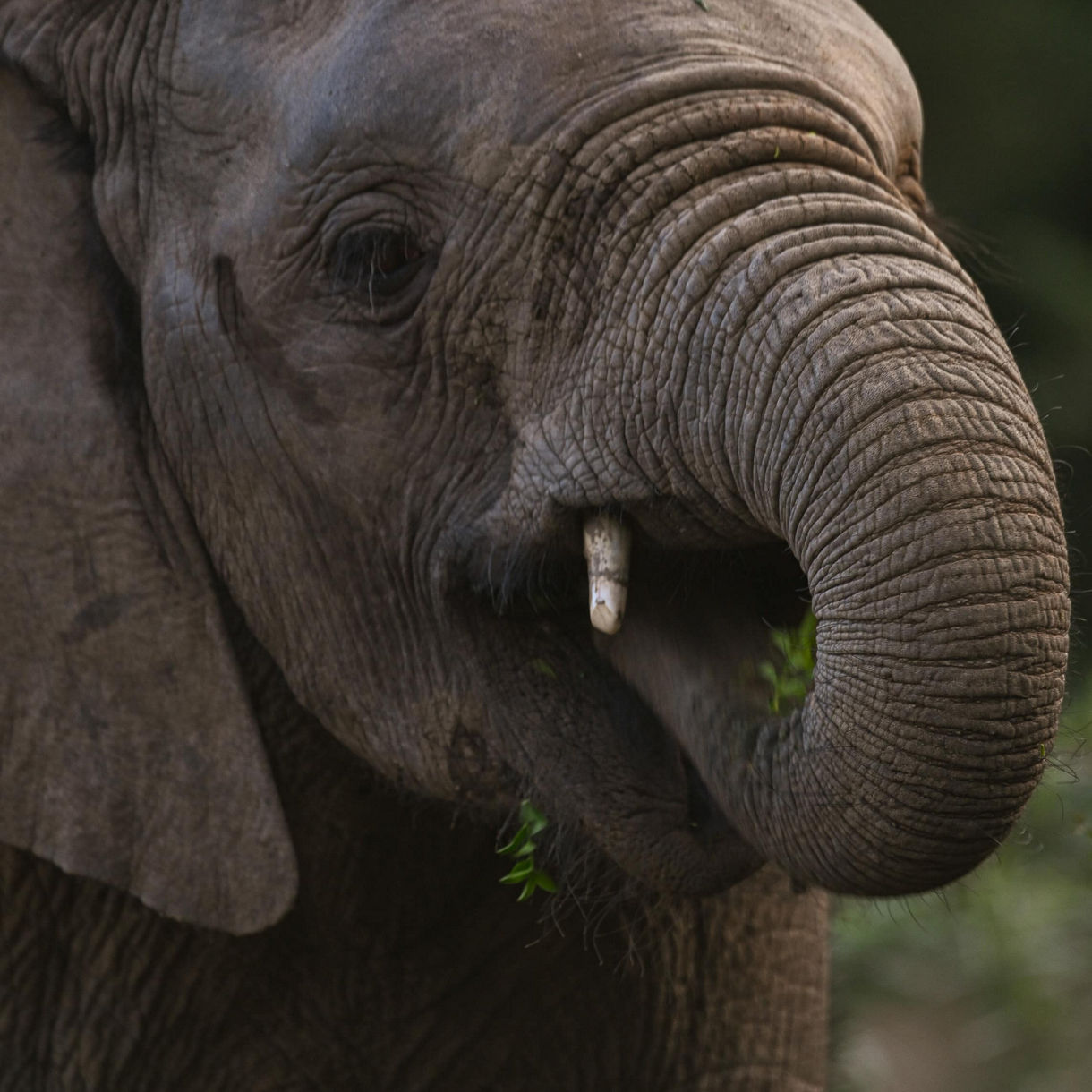 Bellevue Forest Game Reserve