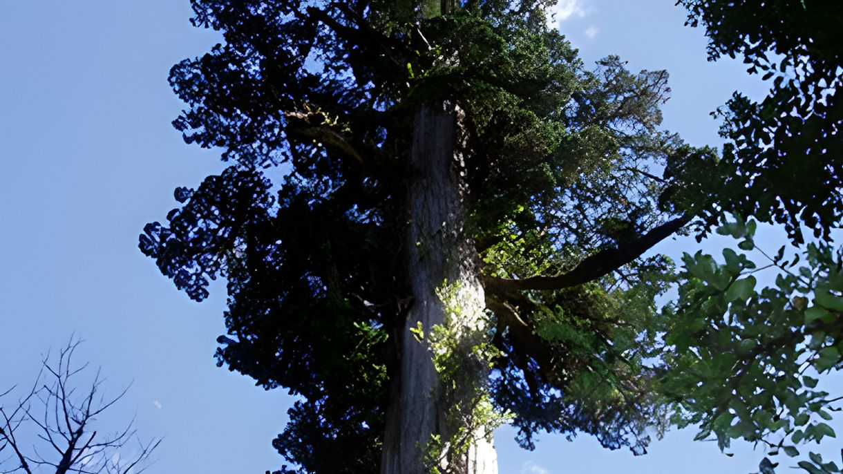 Alerce Forest Eco-Walk & German Museum