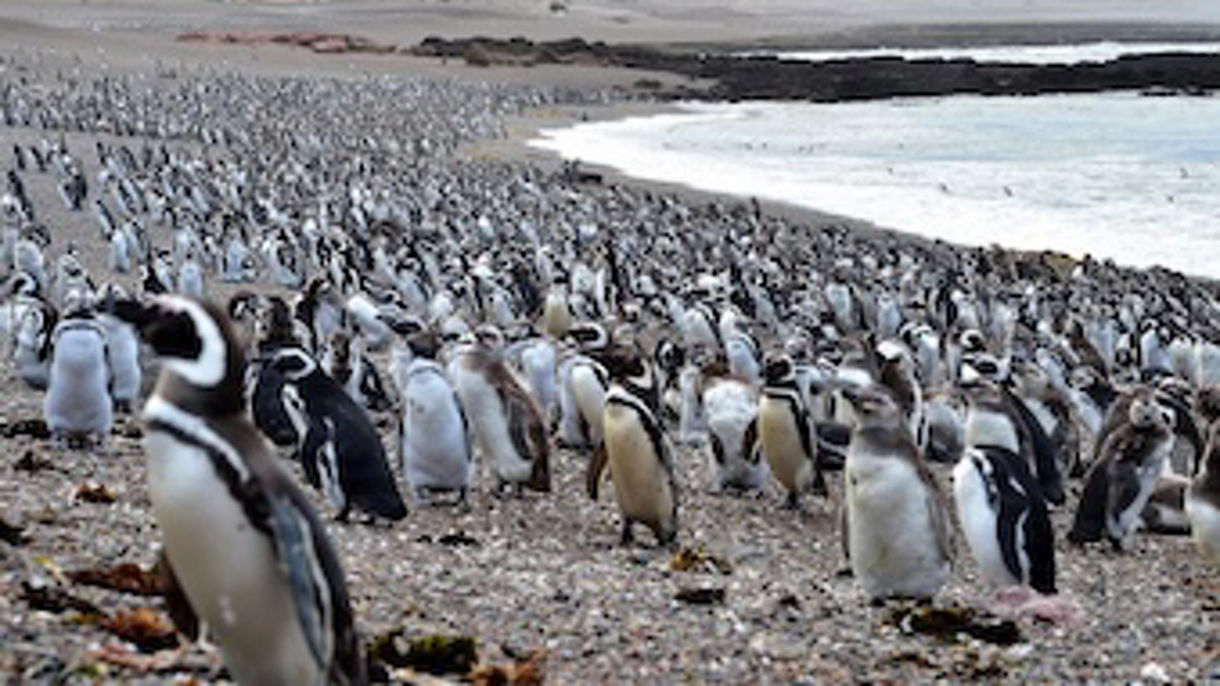 Best of Puerto Madryn: Punta Tombo Reserve