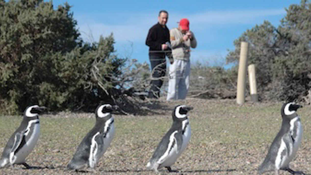 Exclusive Penguin Rookery at Punta Tombo Reserve