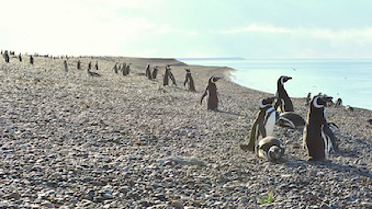 Punta Ninfas Penguins & Patagonian Lunch