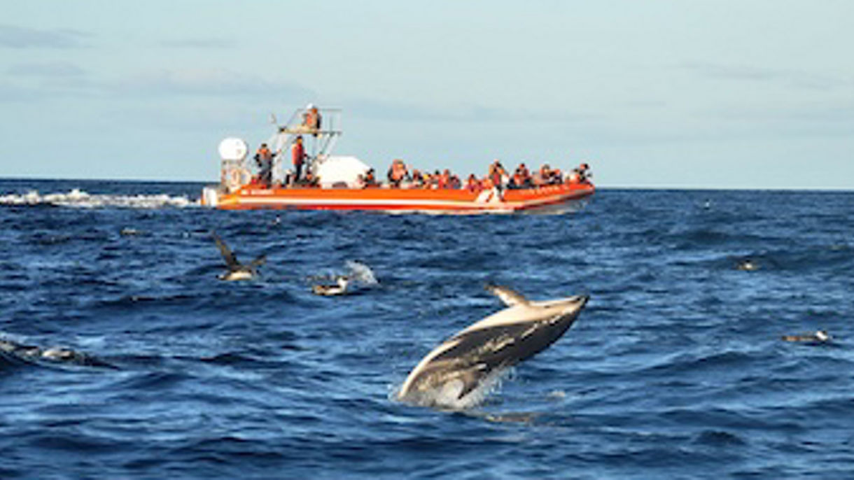 Dolphins & Sea Lions Safari