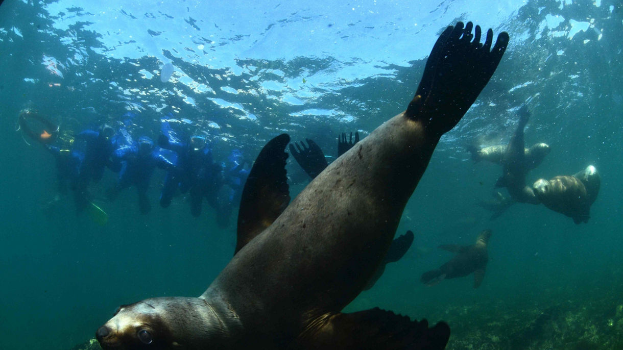 Snorkeling with Sea Lions