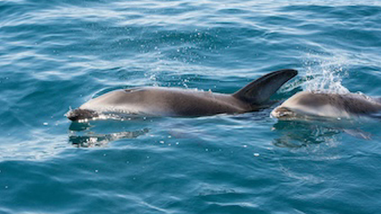 Zodiac Nature Cruise