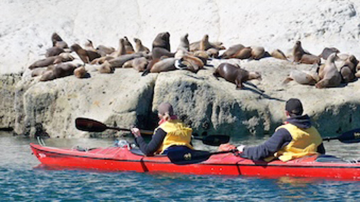 Kayak with Sea Lions in Peninsula Valdes