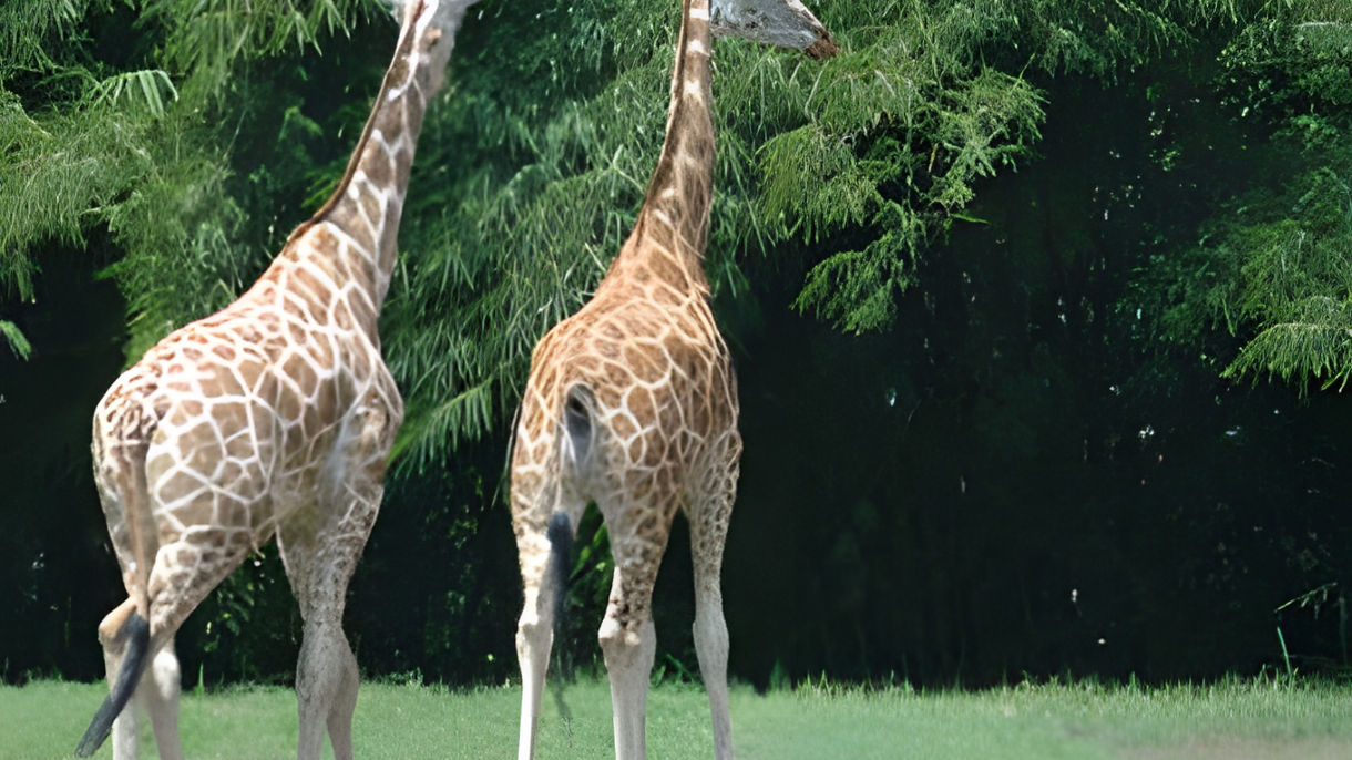Auto Chapin Drive-Through Nature Park & Zoo