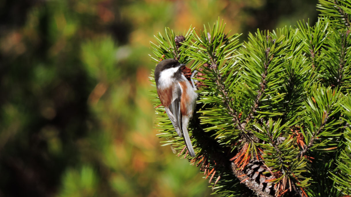 Discover the Birds of Hoonah