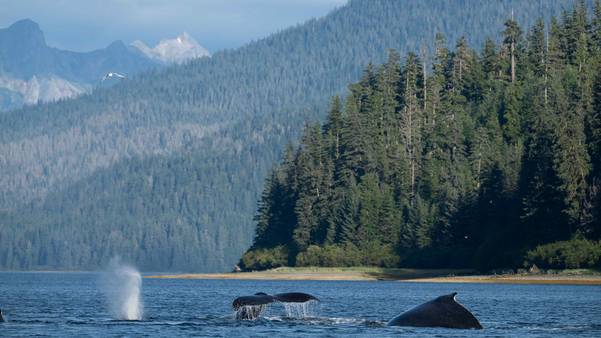 Whales & Wildlife Cruise