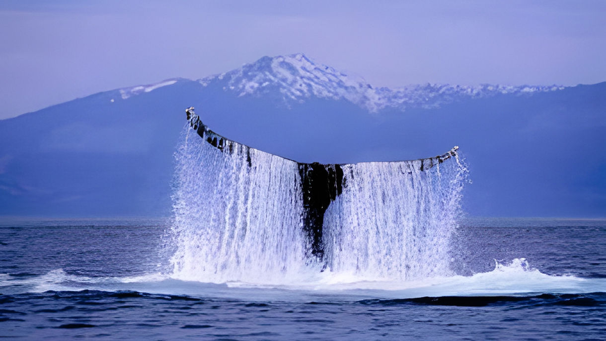 Whales & Wildlife Cruise