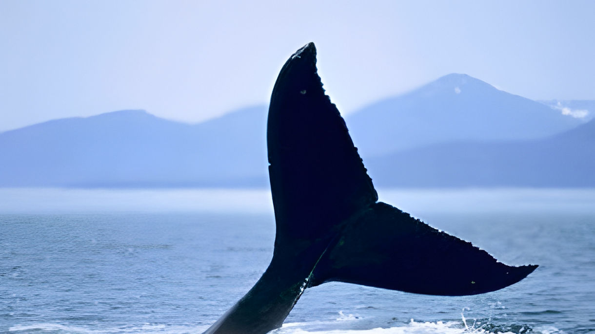 Whales & Wildlife Cruise