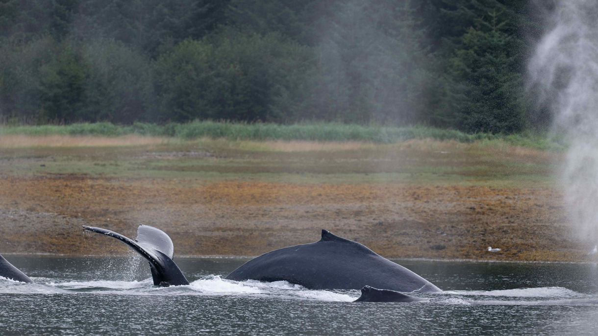 Whale Watching & Seafood Feast