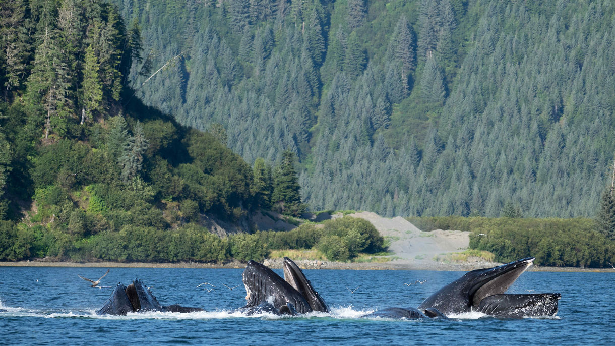 Best of Icy Strait Point: Whales, Wildlife & Brown Bear Search
