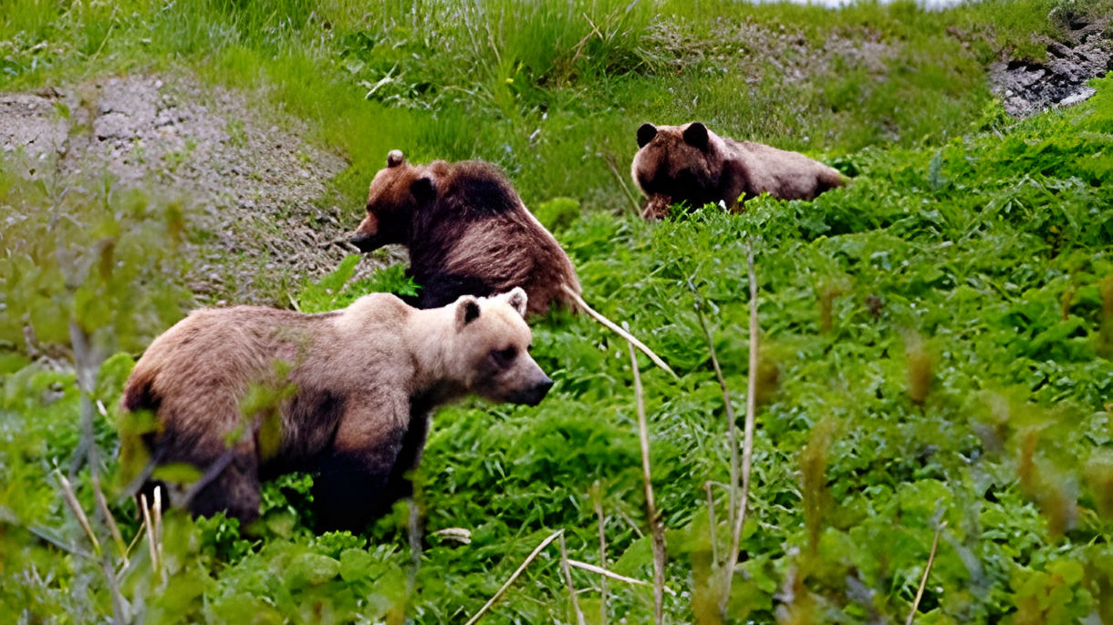 Best of Icy Strait Point: Whales, Wildlife & Brown Bear Search