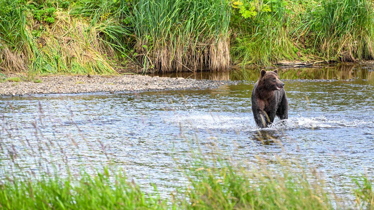 Remote Wildlife & Brown Bear Search