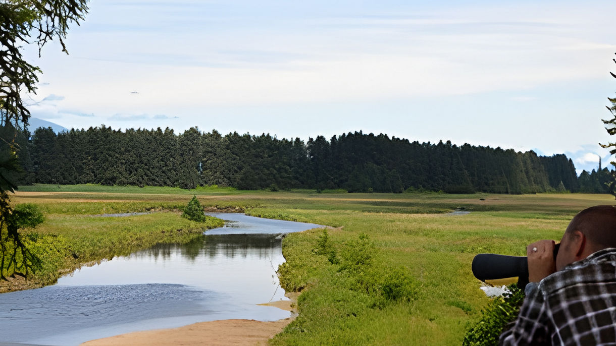 Remote Wildlife & Brown Bear Search