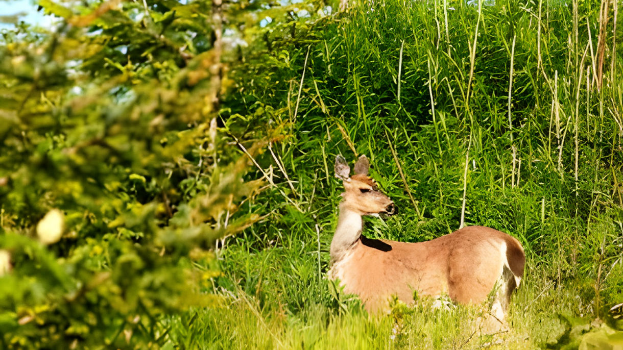 Remote Wildlife & Brown Bear Search