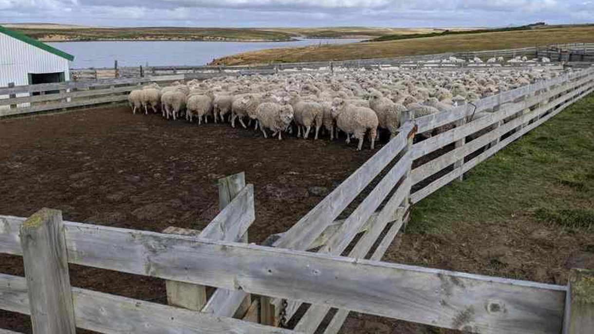 Fitzroy Farm Tour