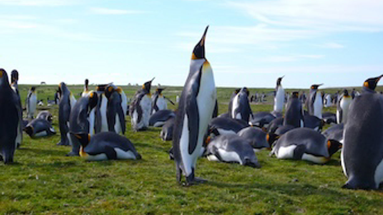 Best of Port Stanley: Volunteer Point Penguins
