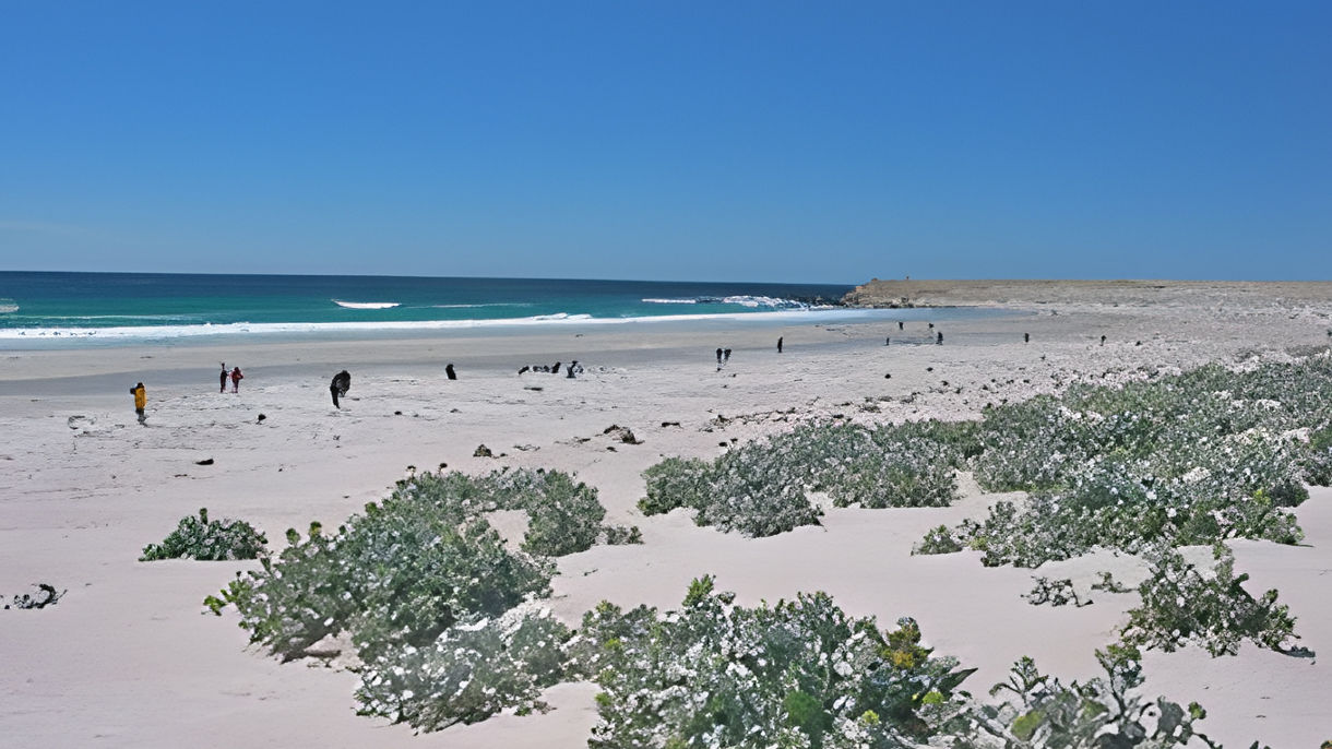 Best of Port Stanley: Volunteer Point Penguins