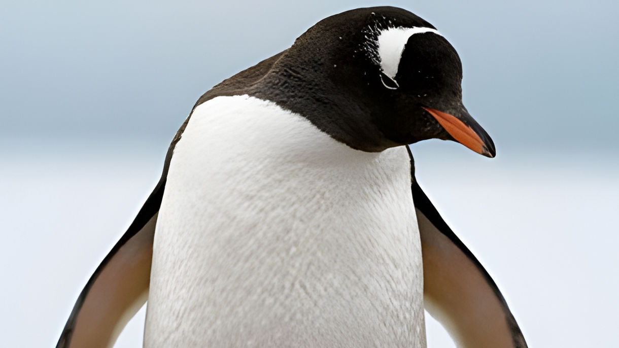 Kelp Point Exclusive Wildlife Excursion