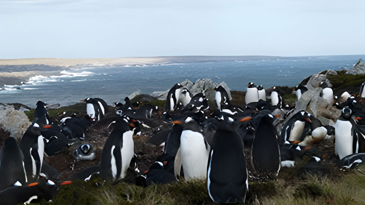 Gentoo Penguins Expedition at Newans Station