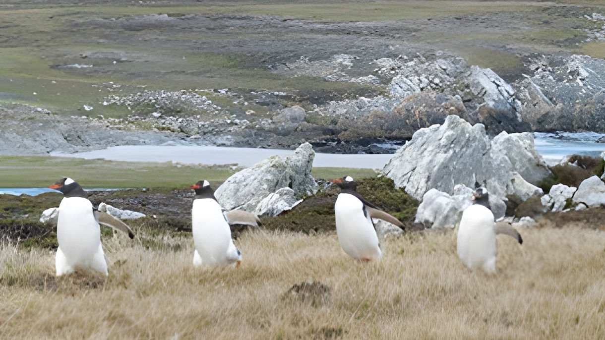 Gentoo Penguins Expedition at Newans Station