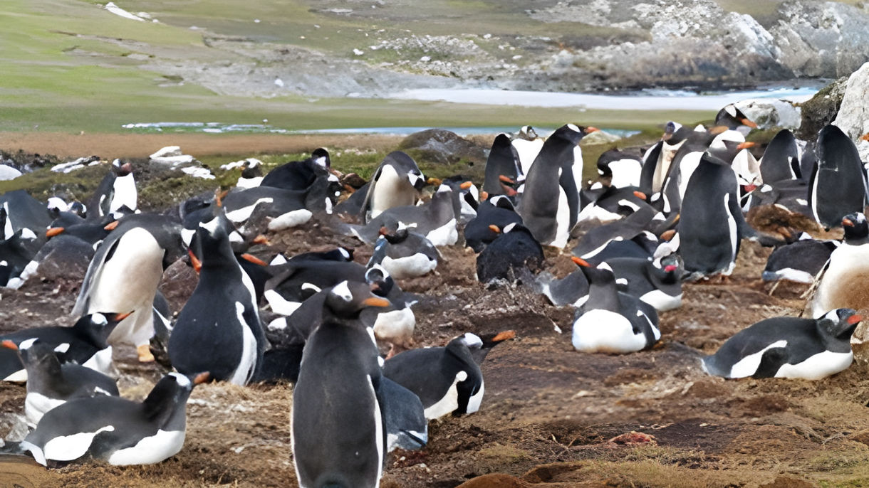 Gentoo Penguins Expedition at Newans Station