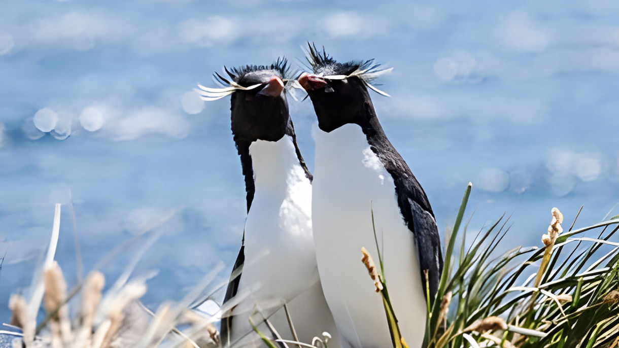 Seal Bay Secluded Wildlife Encounter