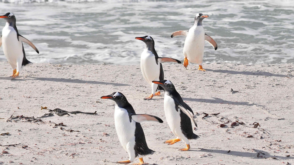 Bertha's Beach & Flatlands Wildlife Excursion