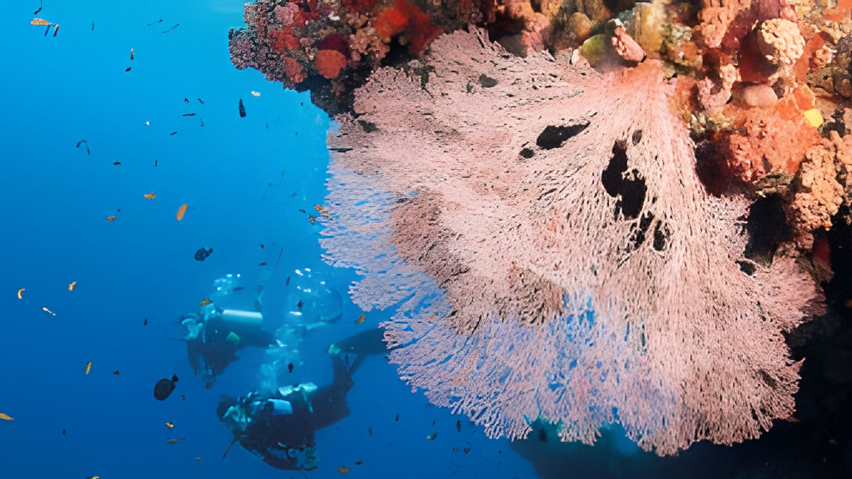 Best of Port Douglas: The Great Barrier Reef