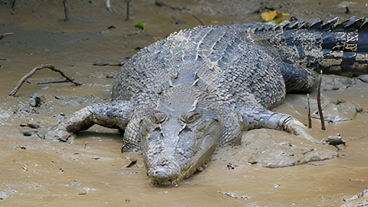 Tropical Highlights & Crocodile Cruise
