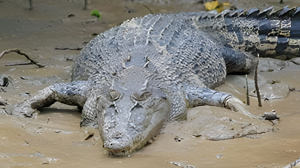 Wet Tropic Wildlife & Crocodile Cruise