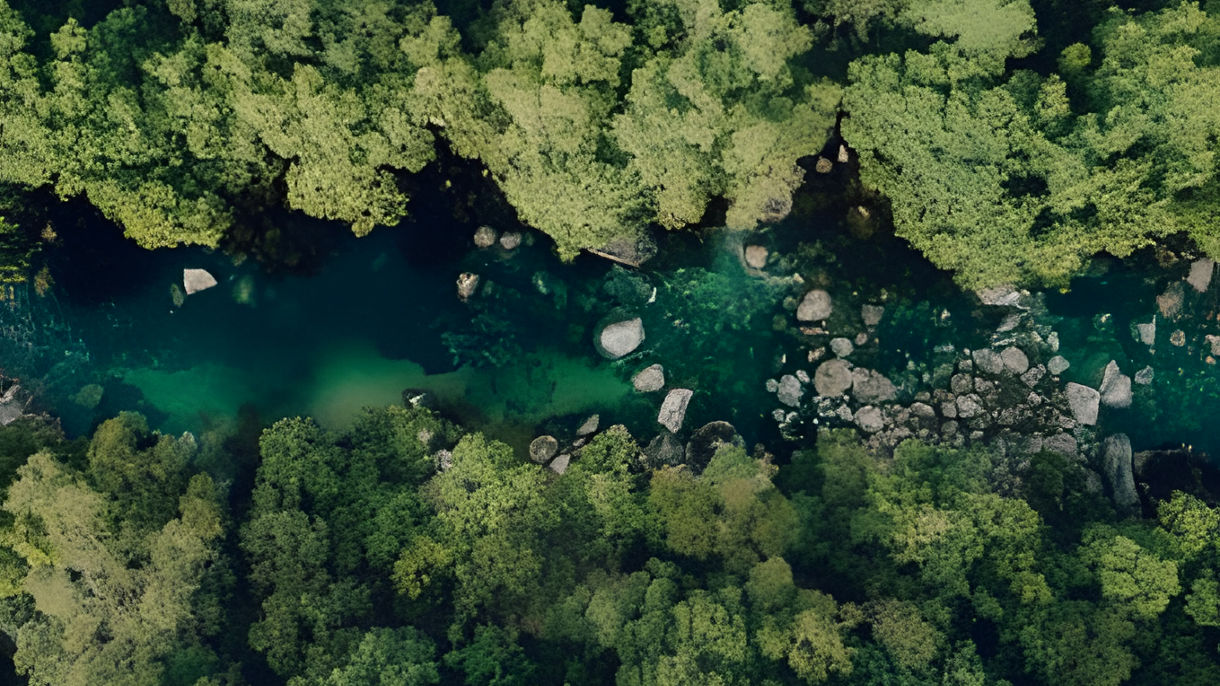 Mossman Gorge & Daintree Crocodile Cruise
