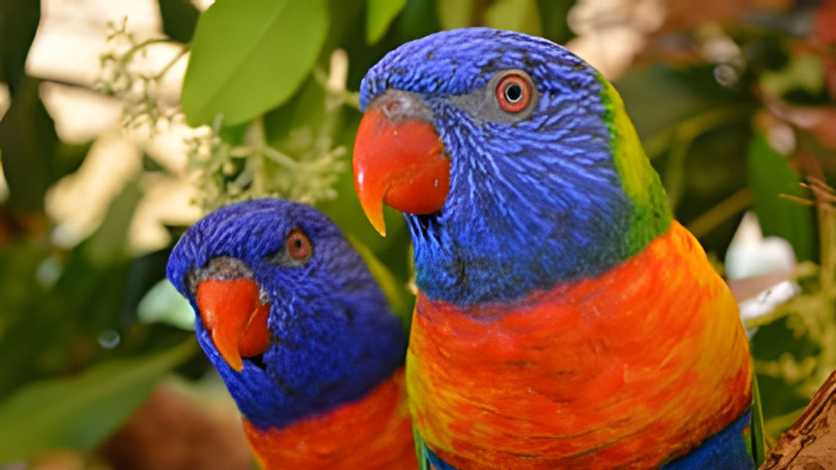 Lunch with the Lorikeets
