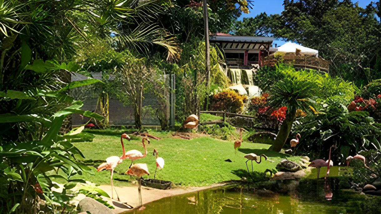 Botanic Garden & Deshaies Beach