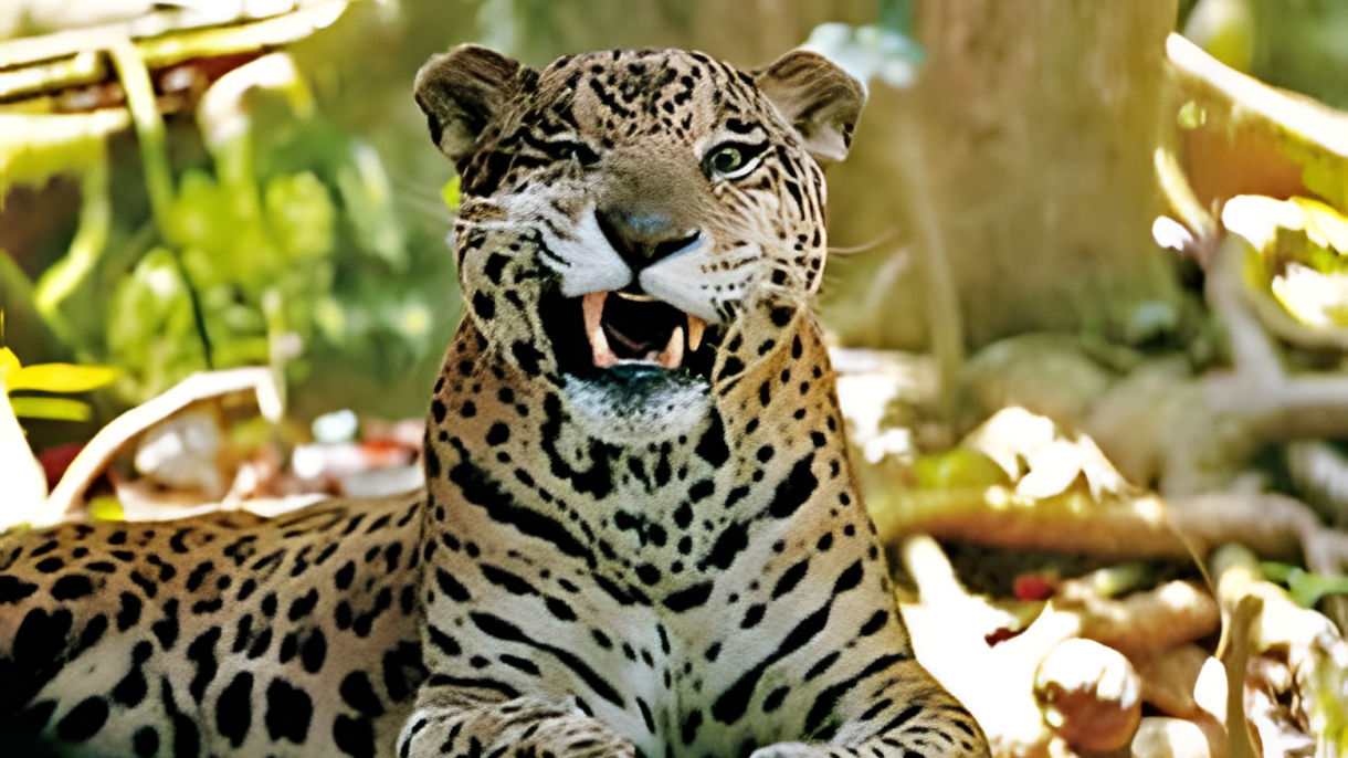 Zoo of Guadeloupe & A Walk in the Treetops