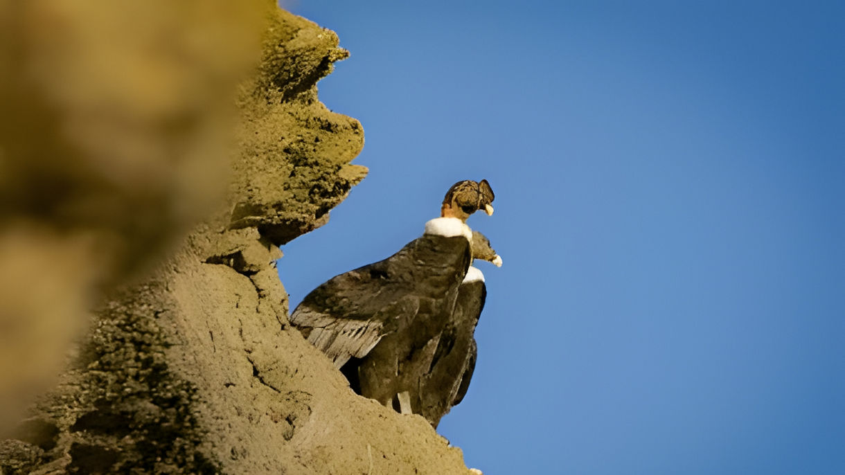 Condors of Patagonia