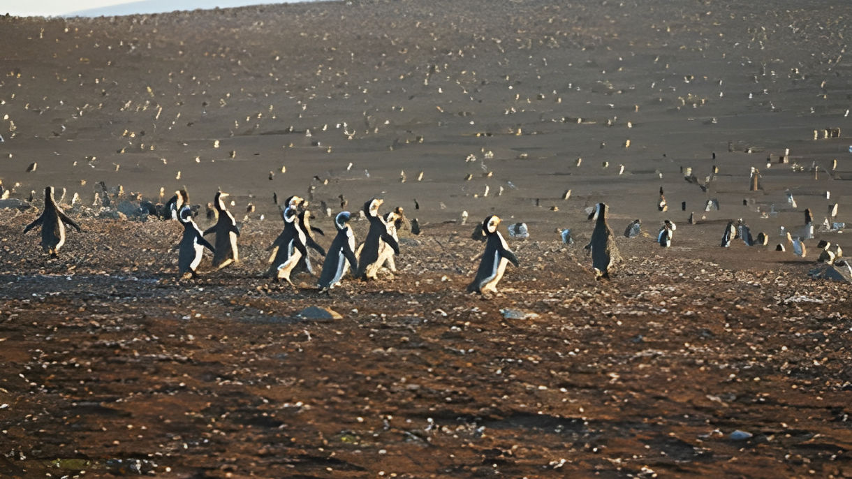 Magdalena Island Penguin Reserve