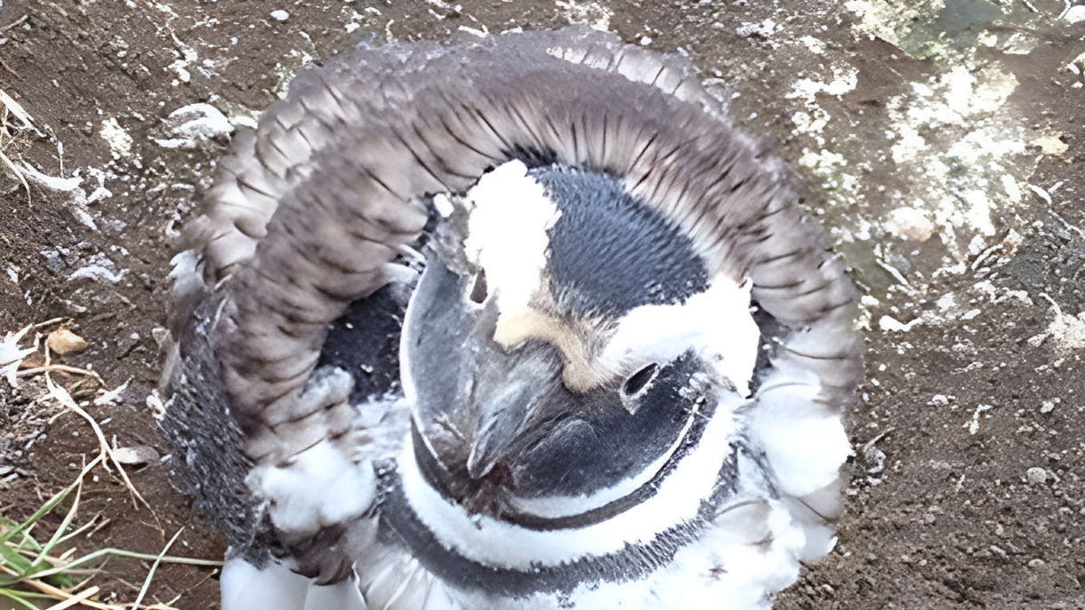Magdalena Island Penguin Reserve