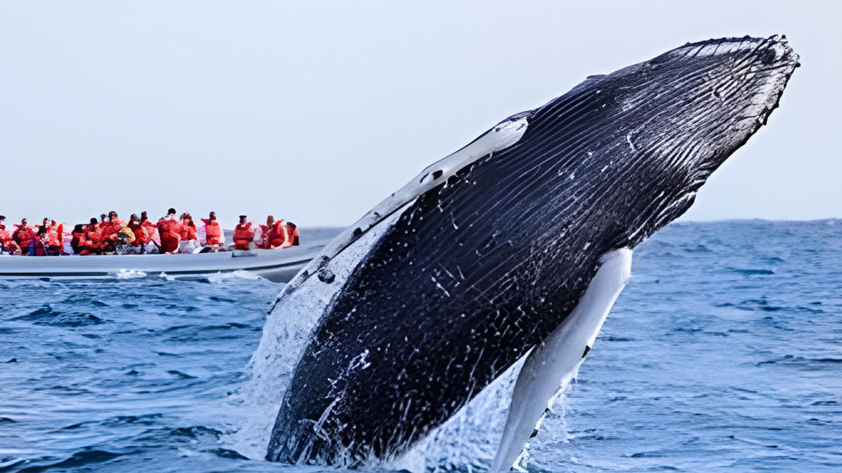 Whale Watching
