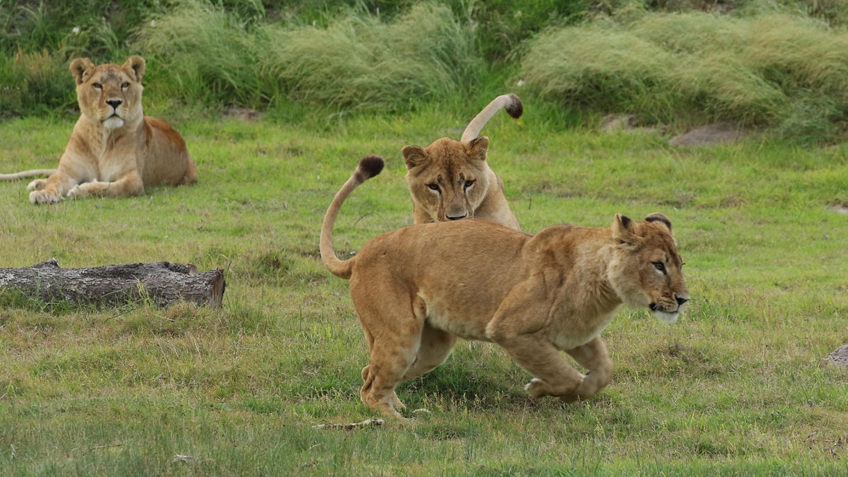 Kwantu Private Game Reserve