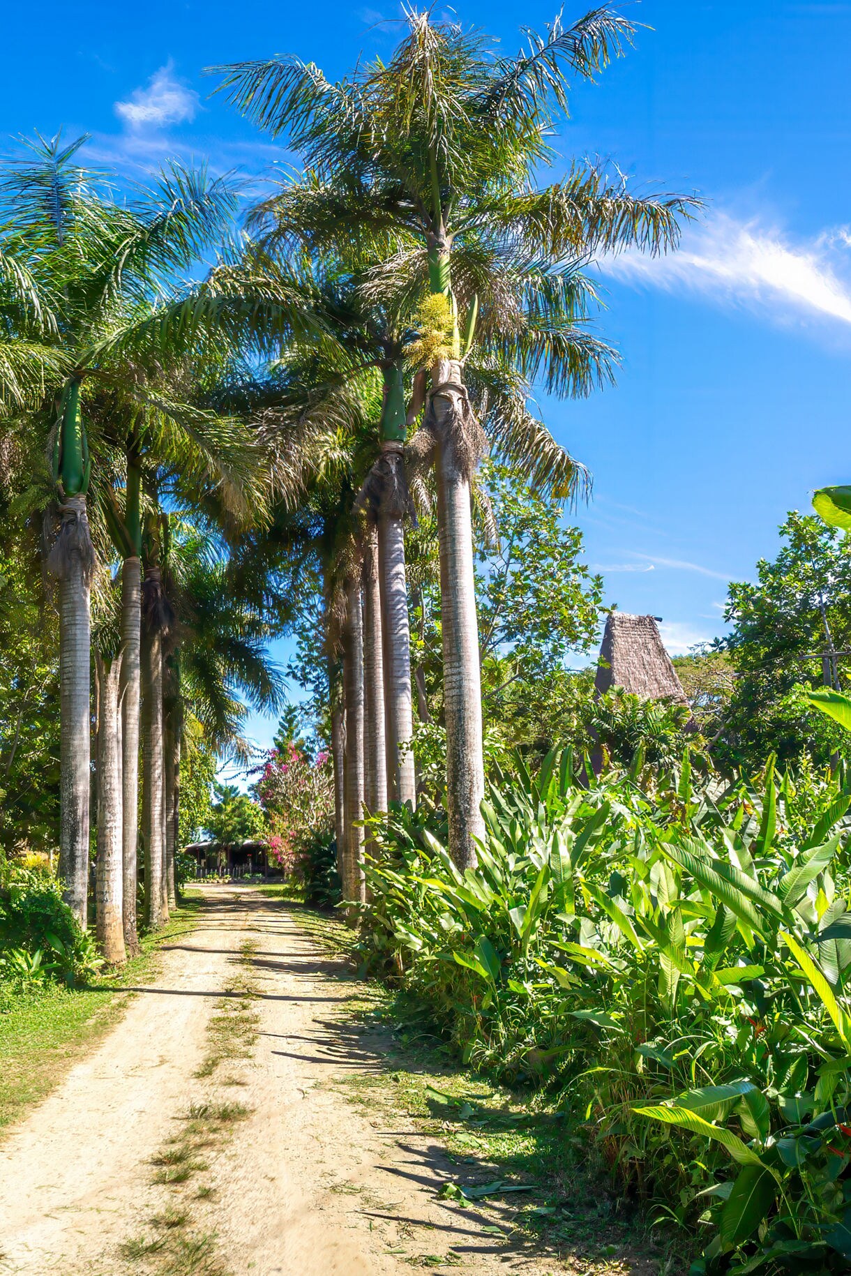 A dirt path lined with tall palm trees and lush tropical plants leading toward traditional Fijian huts under a bright blue sky.
