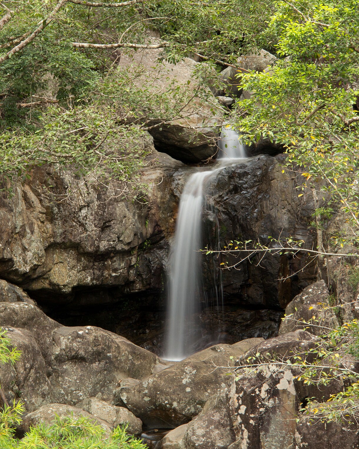 Small waterfall pouring down dark rocks surrounded by dense green foliage.